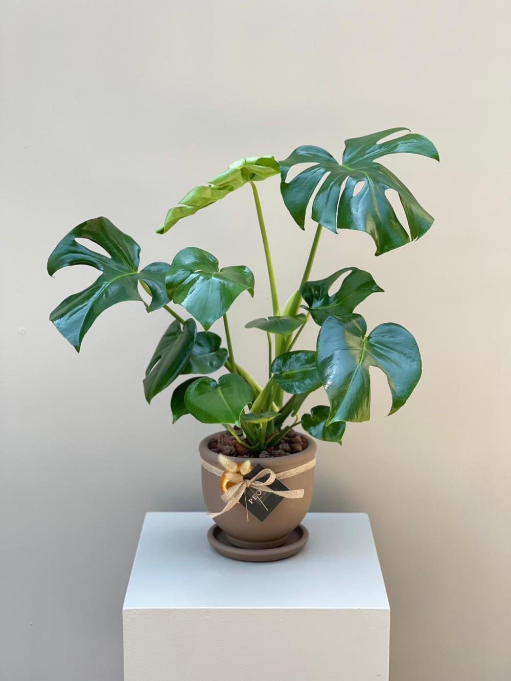 Monstera Deve Tabanı